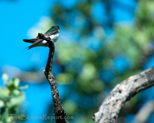Violet-green Swallows with Nesting Material