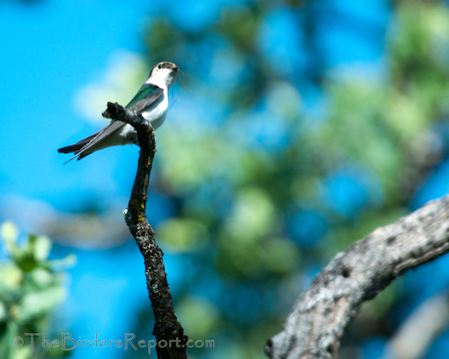 Violet-green Swallow with Nesting MAterial