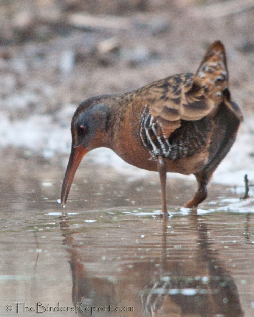 Virginia Rail