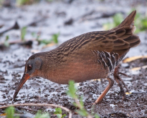 Virginia Rail