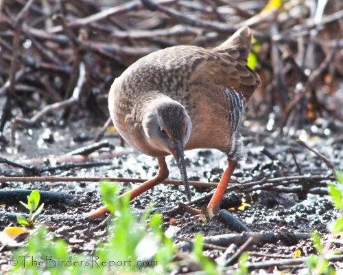 Virginia Rail