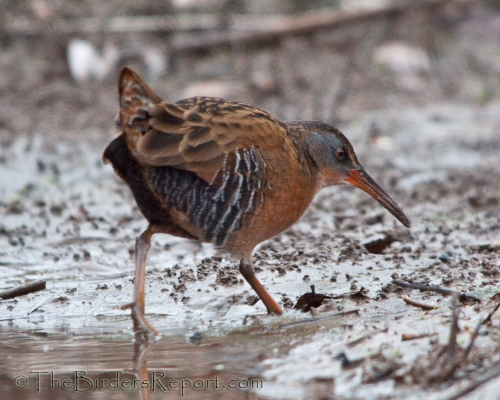Virginia Rail