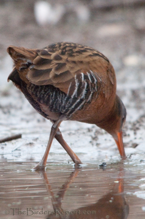 Virginia Rail