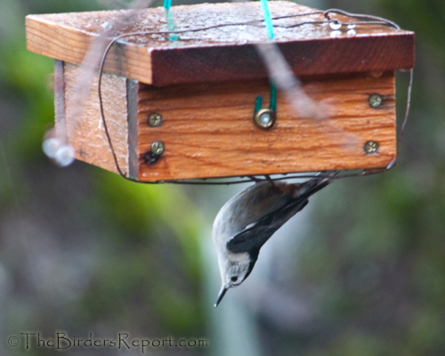 White-breasted Nuthatch, nuthatch
