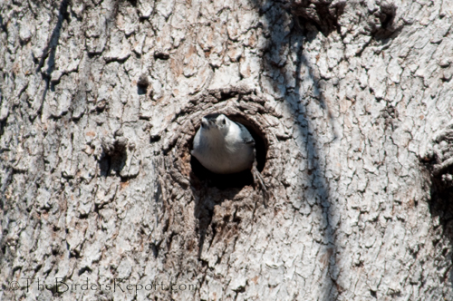 White-breasted Nuthatch