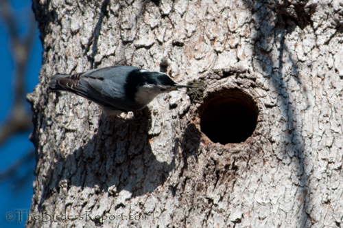 White-breasted Nuthatch