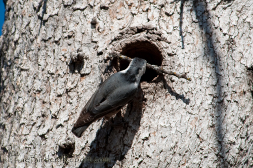 White-breasted Nuthatch