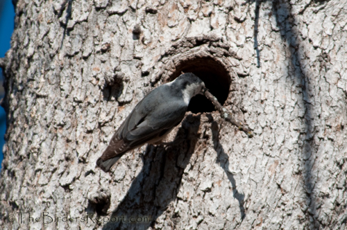 White-breasted Nuthatch