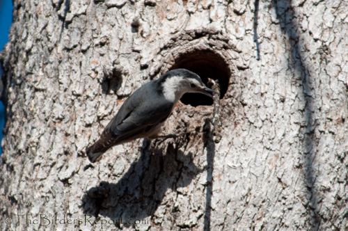 White-breasted Nuthatch