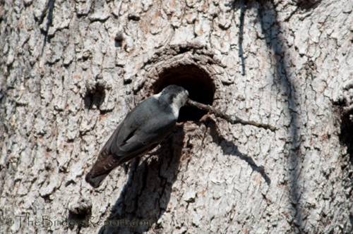 White-breasted Nuthatch