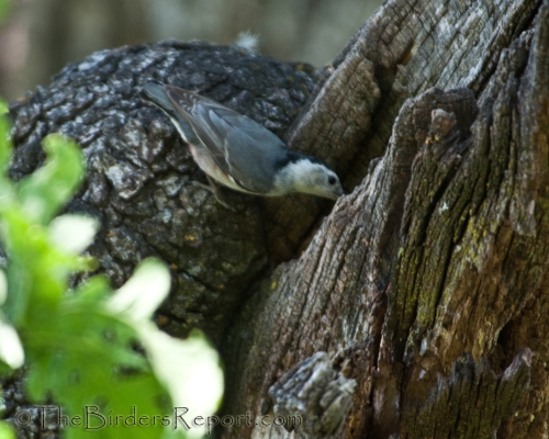 White-breasted Nuthatch Female, nuthatch