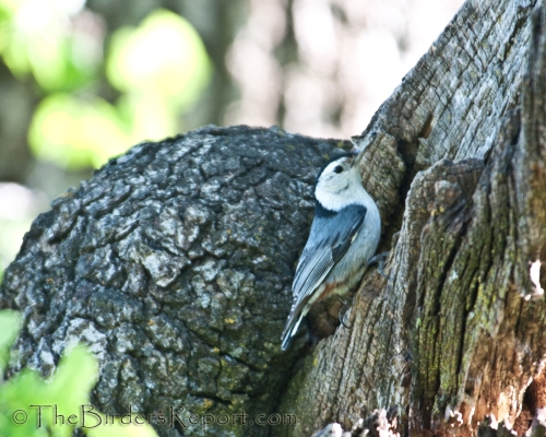 White-breasted Nuthatch, nuthatch