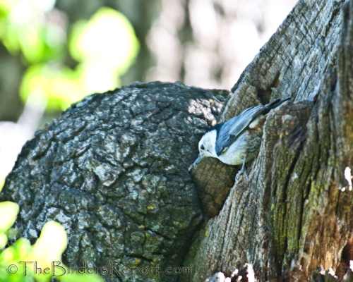 White-breasted Nuthatch Male, nuthatch