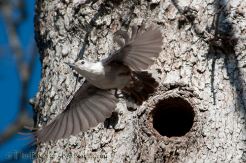 White-breasted Nuthatch