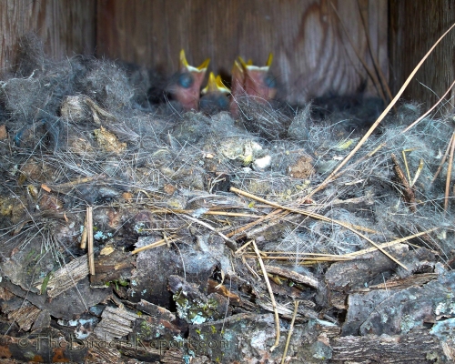 White-breasted Nuthatch Nest and Chicks