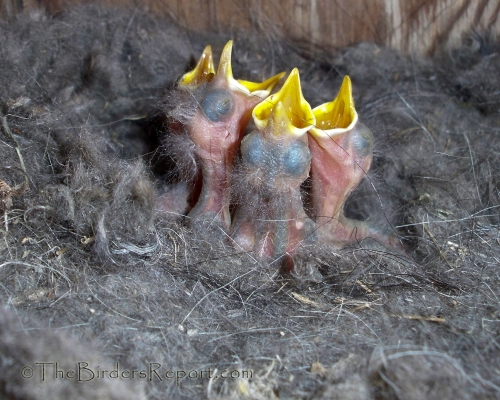 White-breasted Nuthatch Chicks