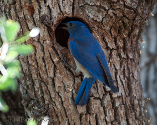 Western Bluebird at Tree Cavity
