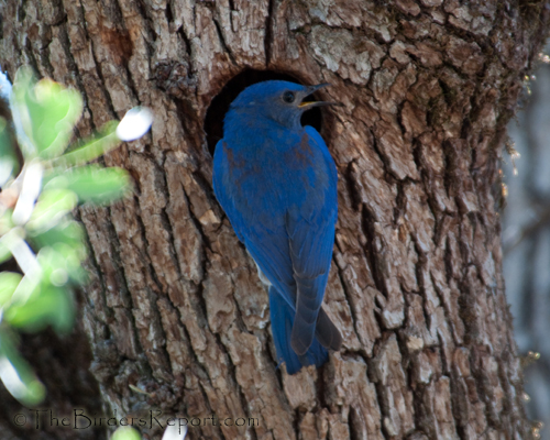 Western Bluebird at Tree Cavity