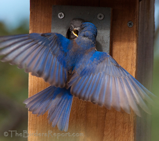 Western Bluebird Male