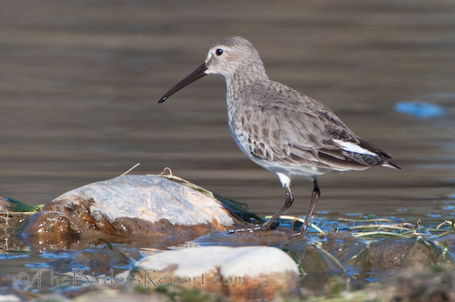 Dunlin Dunlin in Winter Plumage