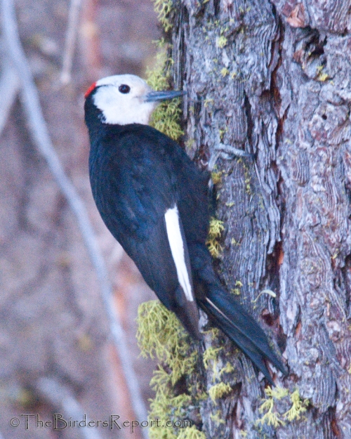 White-headed Woodpecker, woodpecker