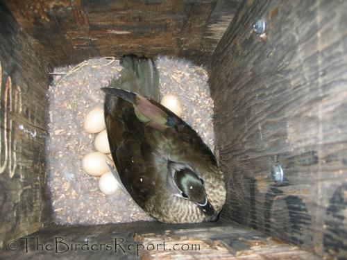 Wood Duck Nest With Female Incubation Eggs