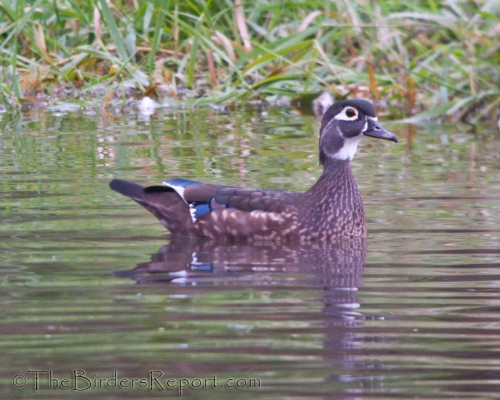 Wood Duck Female