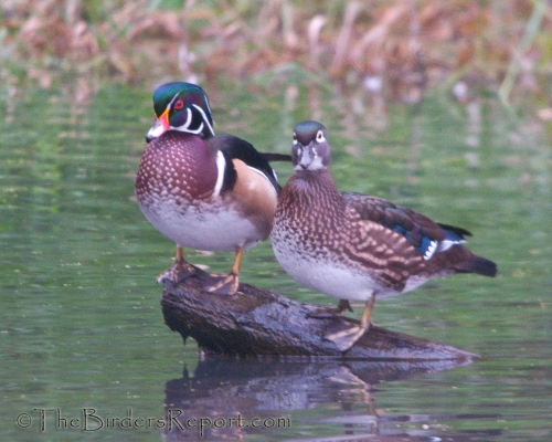 Wood Duck Pair On Log
