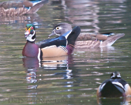 Wood Duck Pair Swimming