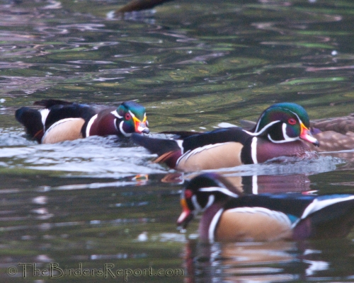 Wood Duck Male Rushing Other Male