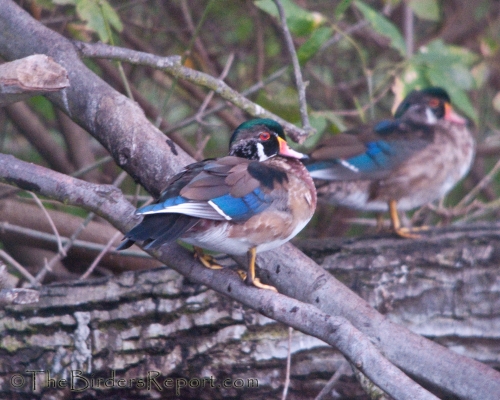 Wood Duck Male Juvenile