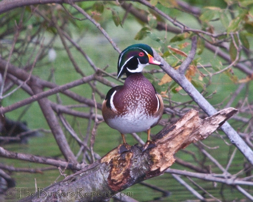 Wood Duck Male