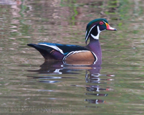 Wood Duck Male Swimming
