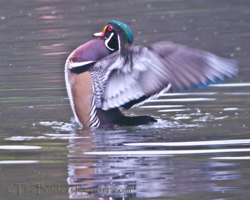 Wood Duck With Wings Spread