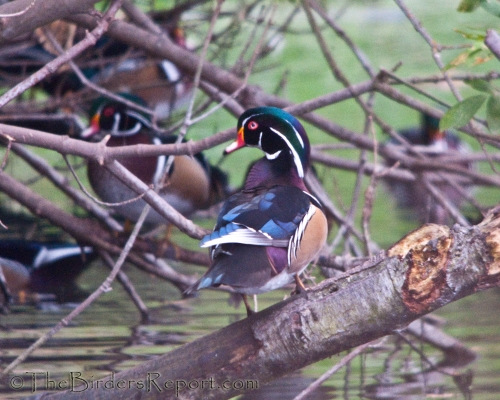 Wood Duck Male