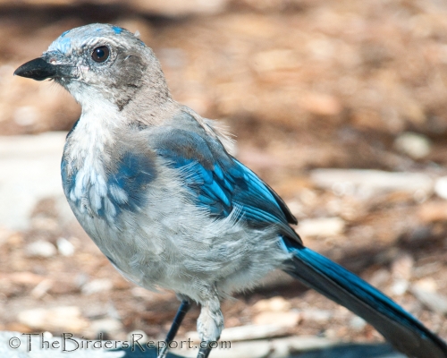Western Scrub-Jay Juvenile