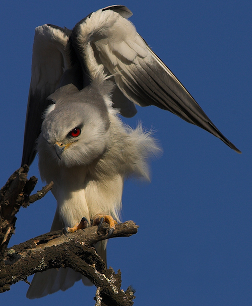 Black-shouldered Kite