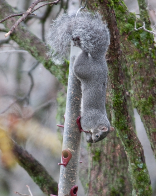 Western Gray Squirrel