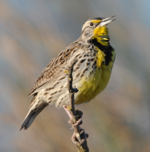 Western Meadowlark