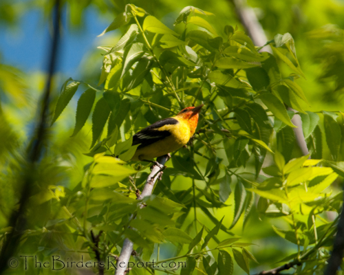 Western Tanager Male