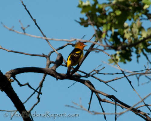 Western Tanager Male