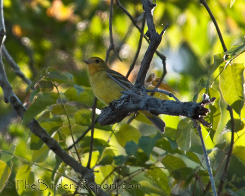 Western Tanager Female