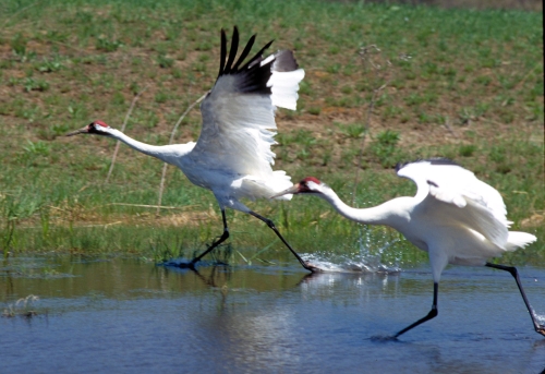Whooping Crane, crane