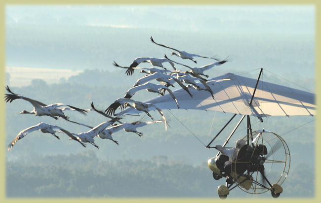 Operation Migration for Whooping Cranes