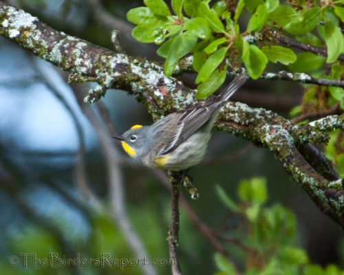 Yellow-rumped Warbler, Audubon's Warbler