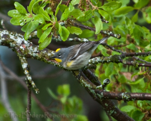 Yellow-rumped Warbler, Audubon's Warbler