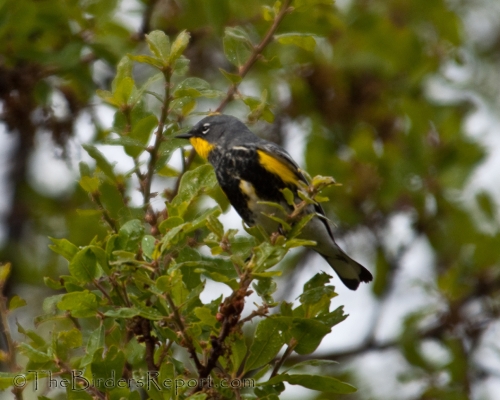 Yellow-rumped Warbler, Audubon's Warbler