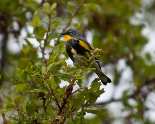 Yellow-rumped Warbler, Audubon's Warbler