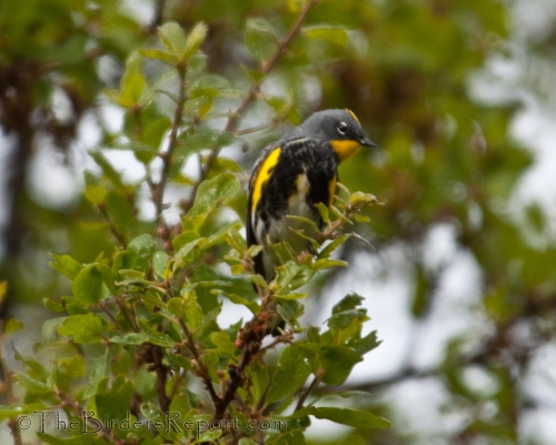 Yellow-rumped Warbler, Audubon's Warbler