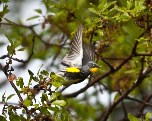 Yellow-rumped Warbler In Flight, Audubon's Warbler In Flight